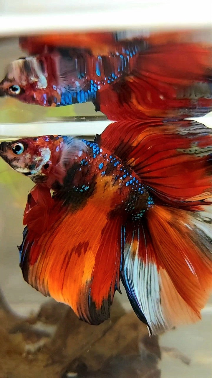 XL HALFMOON DOUBLE TAIL ORANGE GALAXY MULTICOLOR BETTA FISH