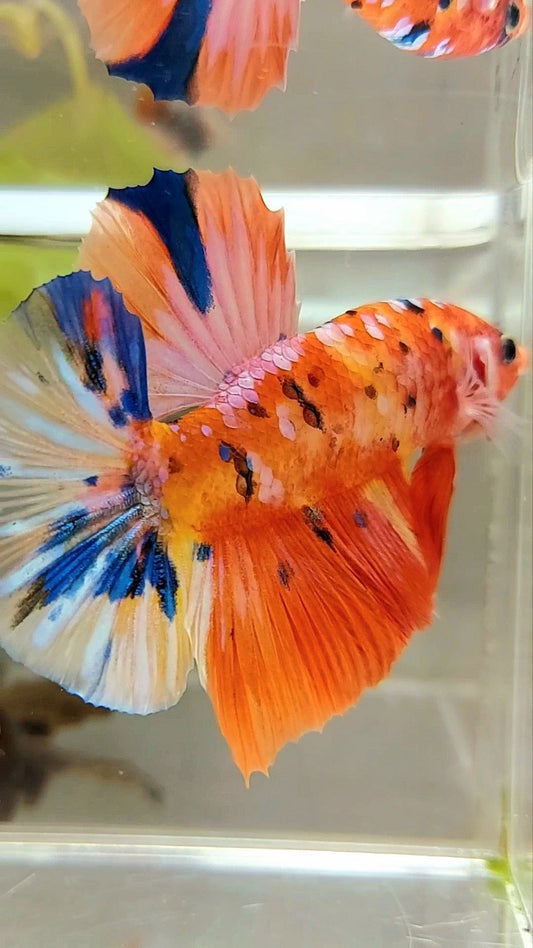 GIANT HMPK BO 5,5CM ORANGE PURPLE GALAXY MULTICOLOR BETTA FISH