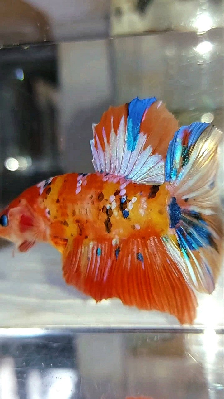 GIANT HMPK BO 5,5CM ORANGE PURPLE GALAXY MULTICOLOR BETTA FISH