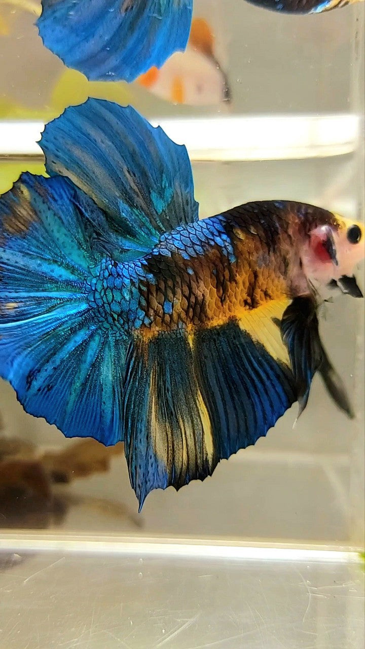 RIESIGER HMPK BO 5,5 CM BLAU GELB KOI GALAXY MULTICOLOR BETTA FISCH