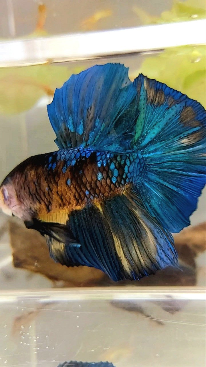 RIESIGER HMPK BO 5,5 CM BLAU GELB KOI GALAXY MULTICOLOR BETTA FISCH