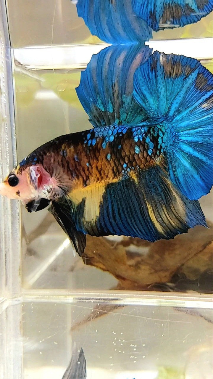 GIANT HMPK BO 5,5CM BLUE YELLOW KOI GALAXY MULTICOLOR BETTA FISH