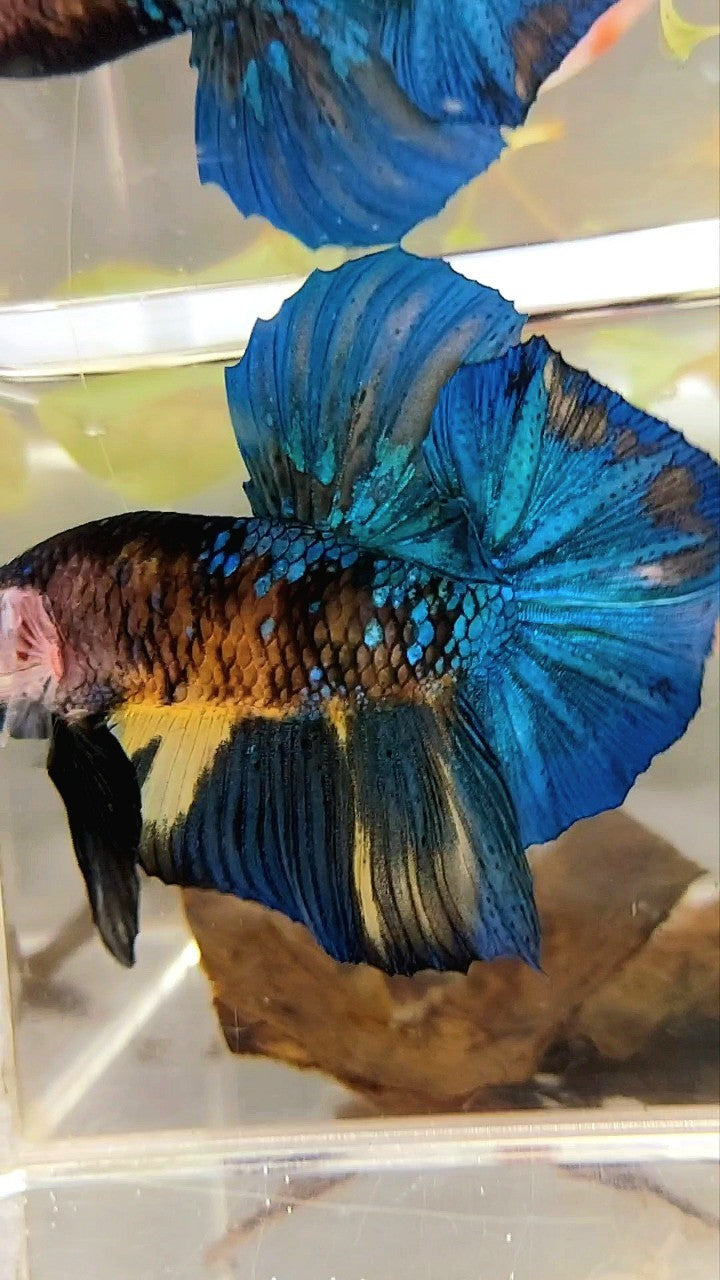 GIANT HMPK BO 5,5CM BLUE YELLOW KOI GALAXY MULTICOLOR BETTA FISH