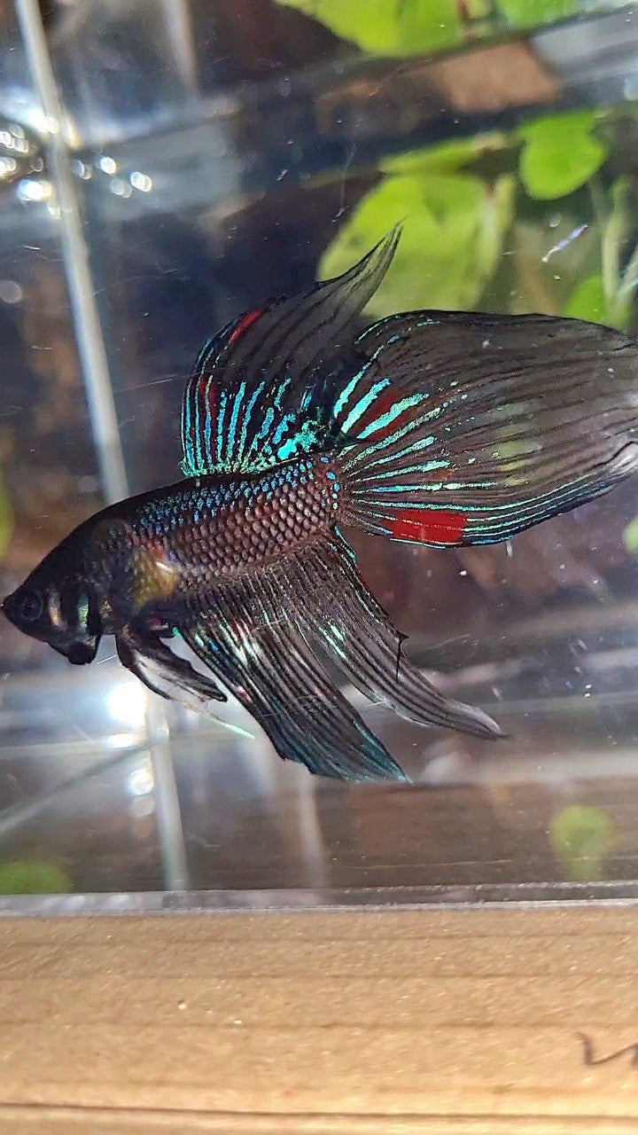 VEILTAIL BLACK AVATAR VARIATION BETTA FISH