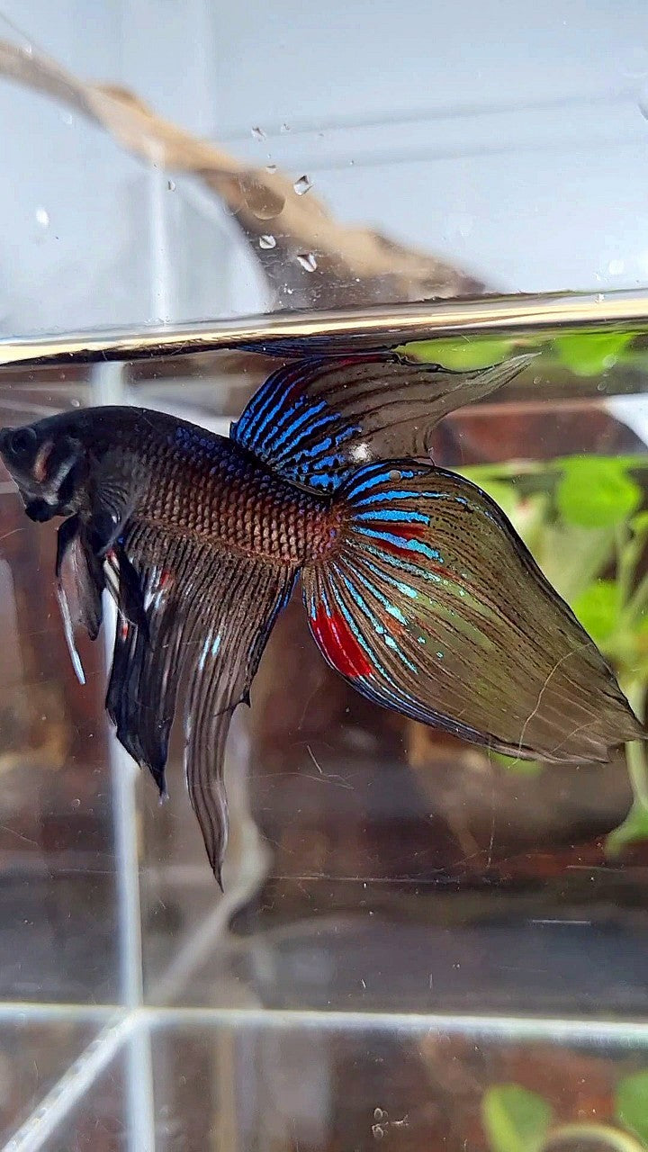 VEILTAIL BLACK AVATAR VARIATION BETTA FISH