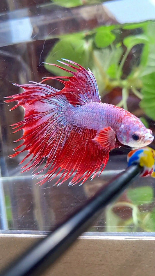 CROWNTAIL HALFSUN RED PURPLE FANCY BETTA FISH