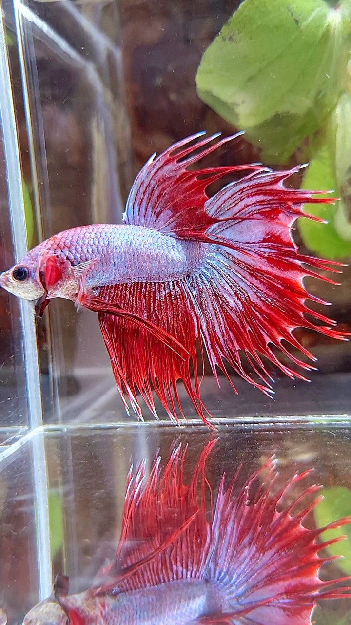 CROWNTAIL HALFSUN RED PURPLE FANCY BETTA FISH