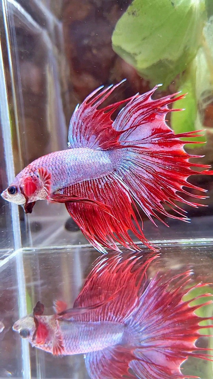 CROWNTAIL HALFSUN RED PURPLE FANCY BETTA FISH