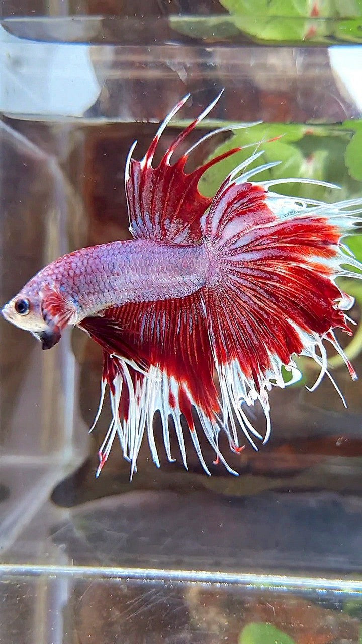 CROWNTAIL HALFSUN PURPLE RED FANCY BETTA FISH