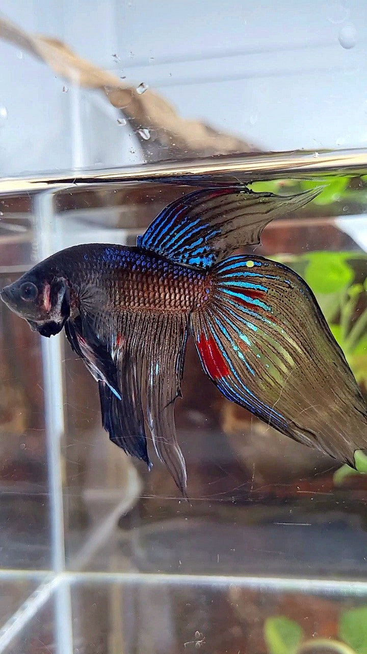 VEILTAIL BLACK AVATAR VARIATION BETTA FISH