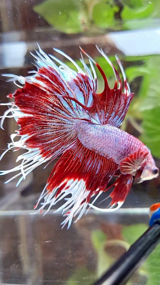 CROWNTAIL HALFSUN PURPLE RED FANCY BETTA FISH