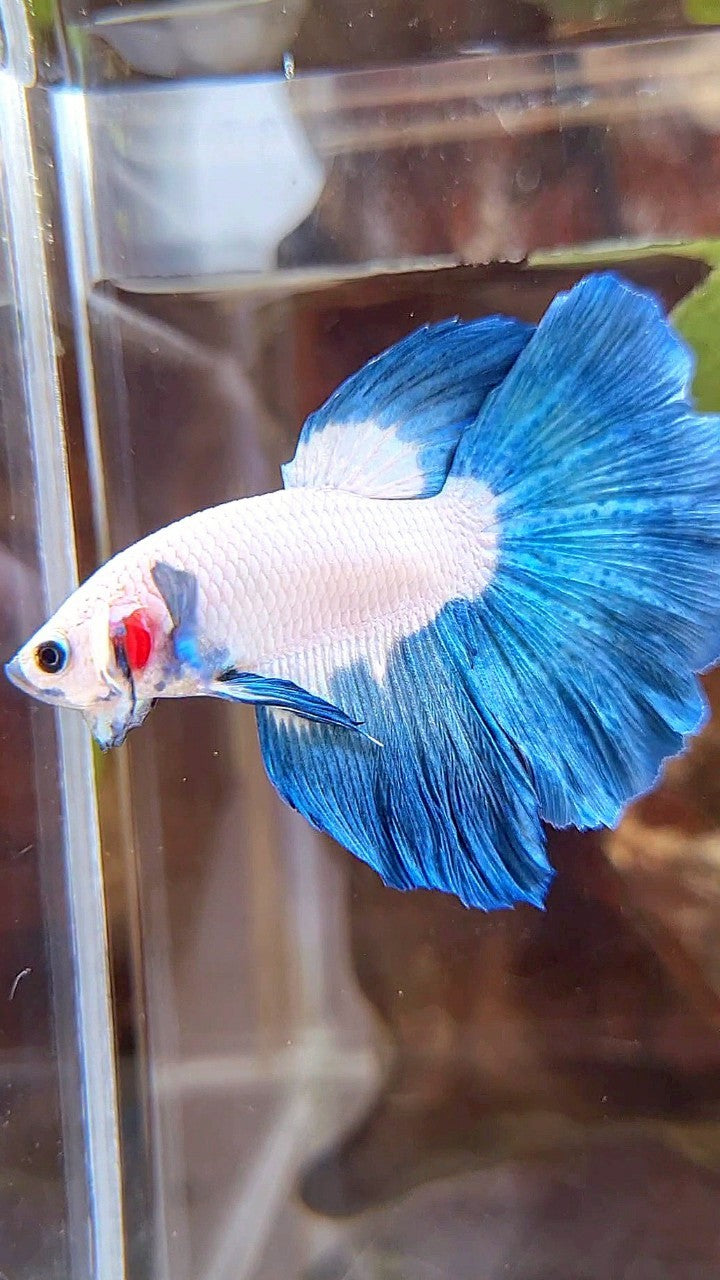 HALFMOON ROSETAIL BLUE RIM BICOLOR BETTA FISH