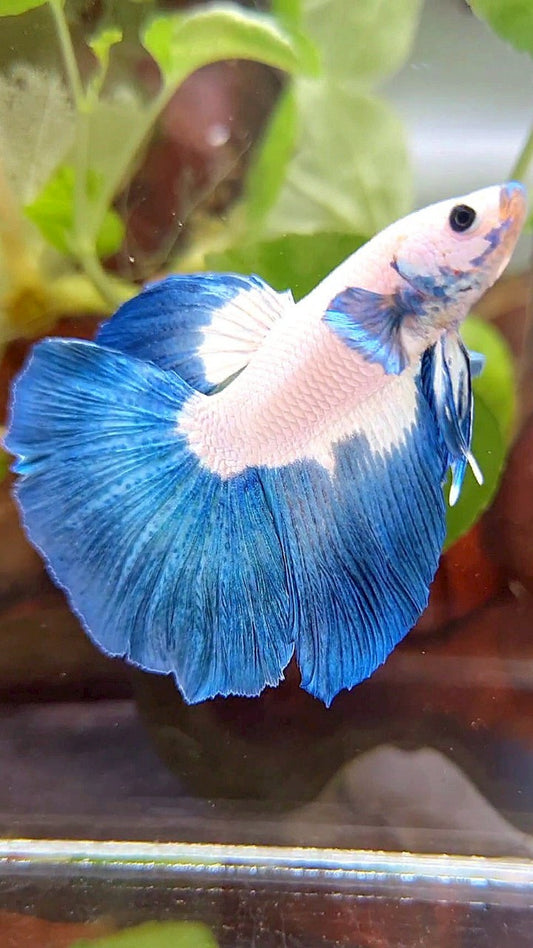 HALFMOON ROSETAIL BLUE RIM BICOLOR BETTA FISH