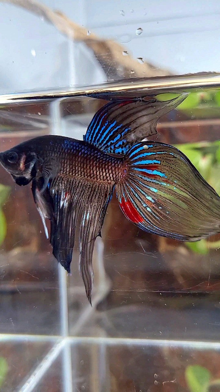 VEILTAIL BLACK AVATAR VARIATION BETTA FISH
