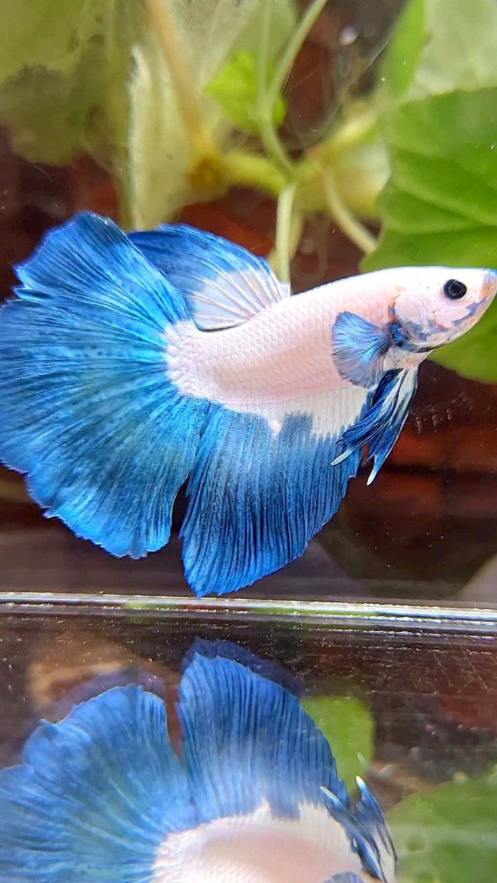 HALFMOON ROSETAIL BLUE RIM BICOLOR BETTA FISH
