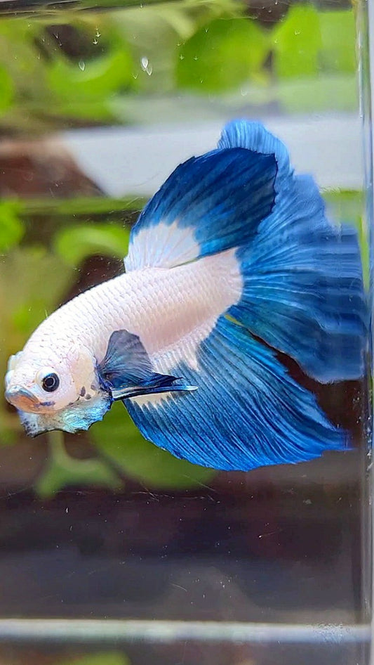 HALFMOON ROSETAIL BLUE RIM BICOLOR BETTA FISH