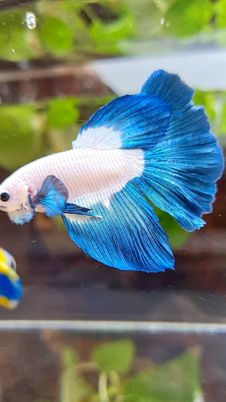 HALFMOON ROSETAIL BLUE RIM BICOLOR BETTA FISH