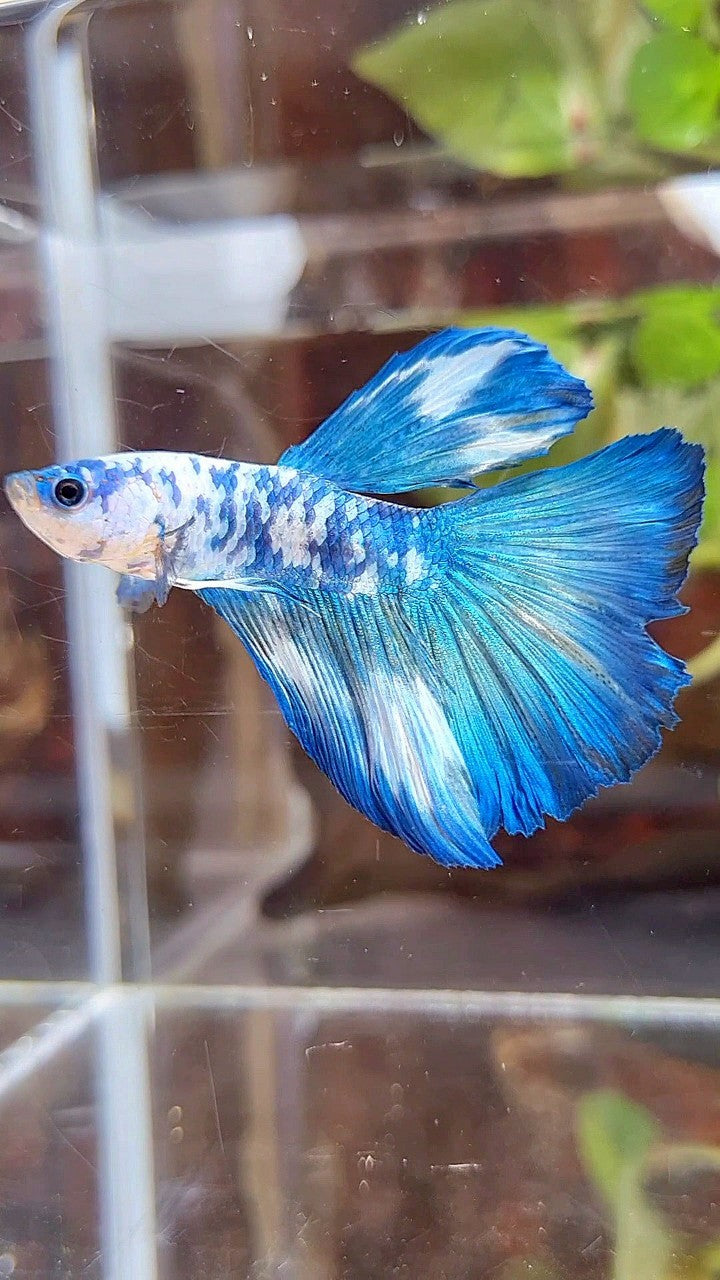 HALFMOON BLUE DOTS MARBLE BETTA FISH