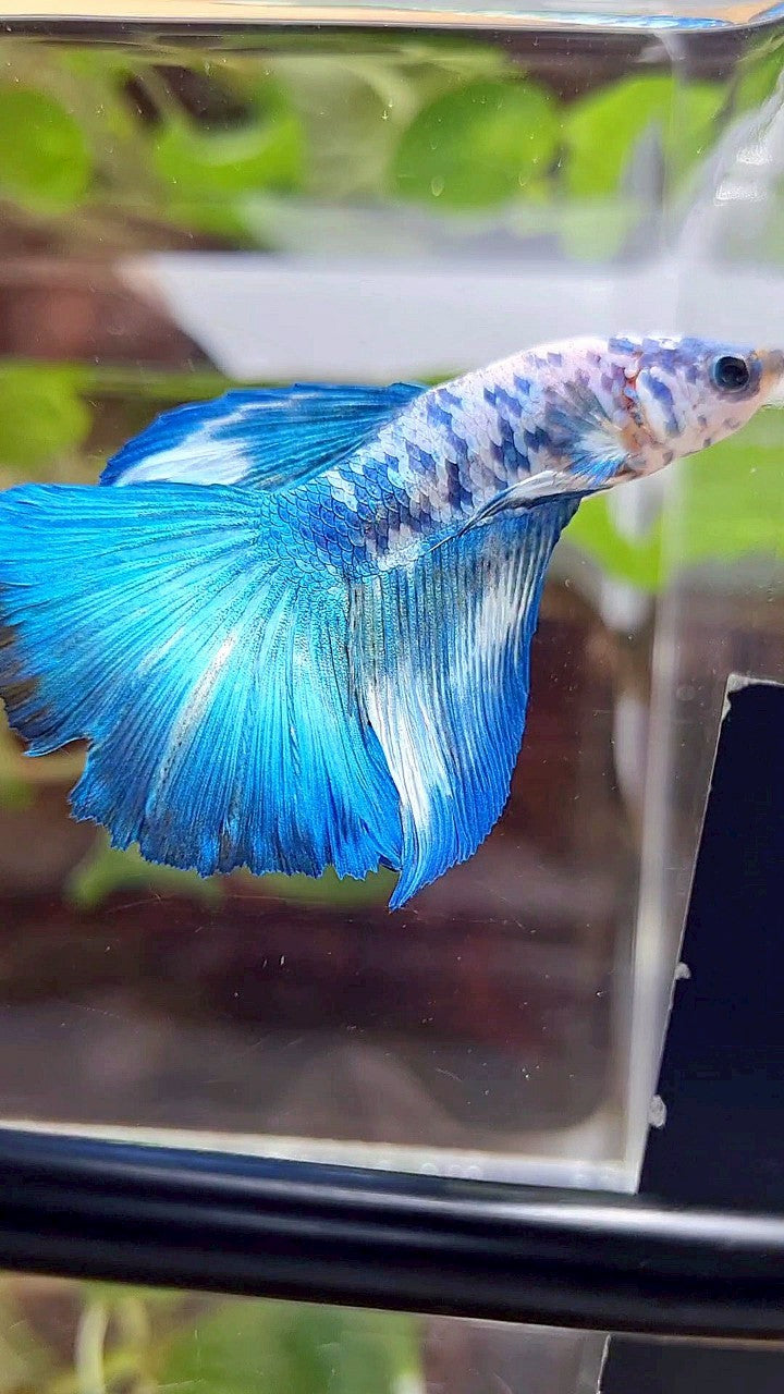 HALFMOON BLUE DOTS MARBLE BETTA FISH