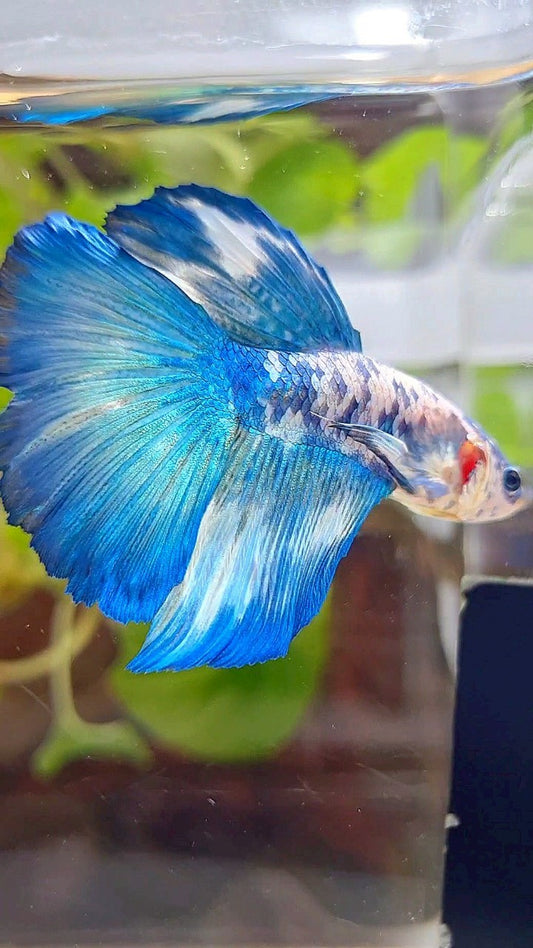 HALFMOON BLUE DOTS MARBLE BETTA FISH