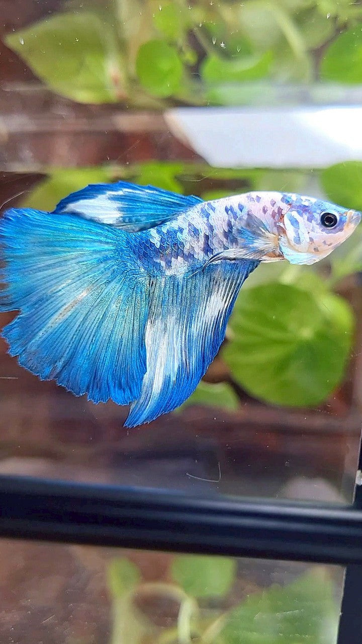 HALFMOON BLUE DOTS MARBLE BETTA FISH