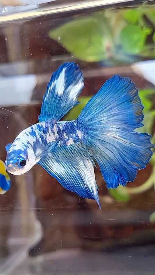 HALFMOON BLUE DOTS MARBLE BETTA FISH