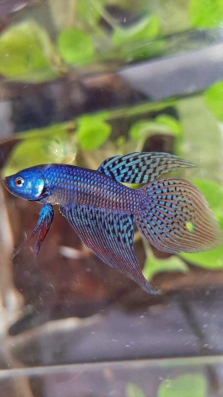 VEILTAIL ALIEN BLUE HYBRID WILD BETTA FISH
