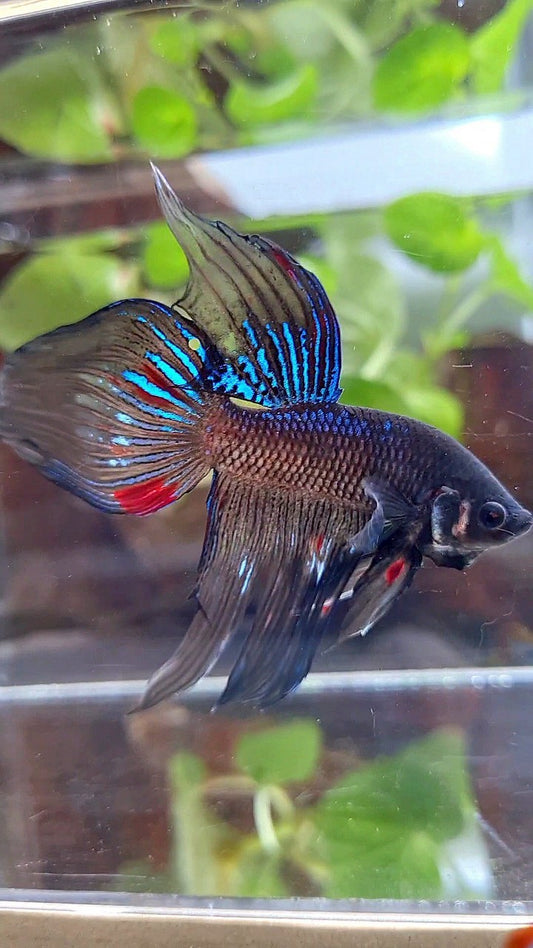 VEILTAIL BLACK AVATAR VARIATION BETTA FISH
