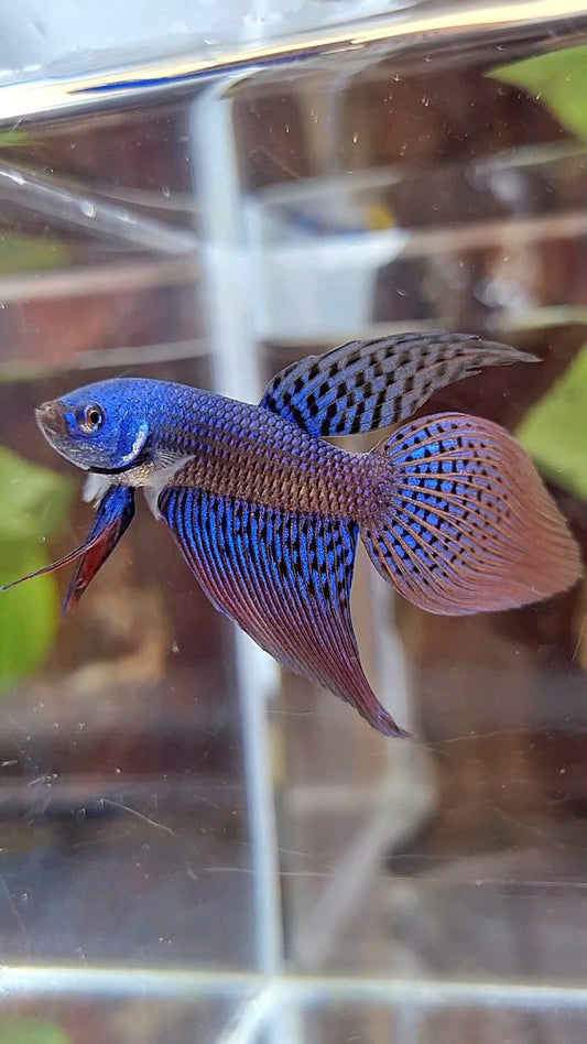 VEILTAIL ALIEN BLUE HYBRID WILD BETTA FISH