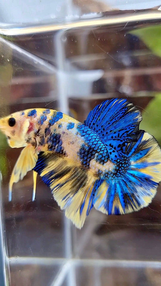 PLAKAT SUPER METTALIC YELLOW BLUE MULTICOLOR BETTA FISH