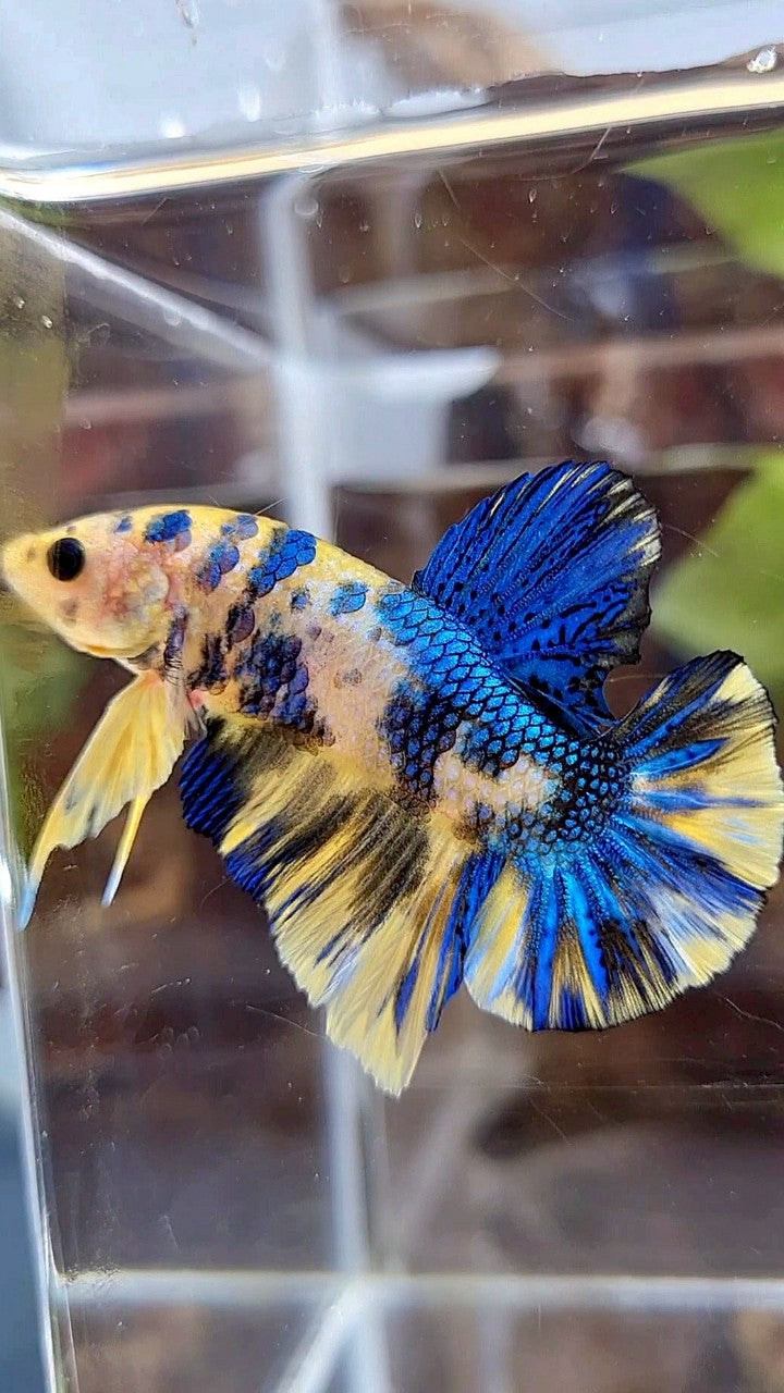 PLAKAT SUPER METTALIC YELLOW BLUE MULTICOLOR BETTA FISH