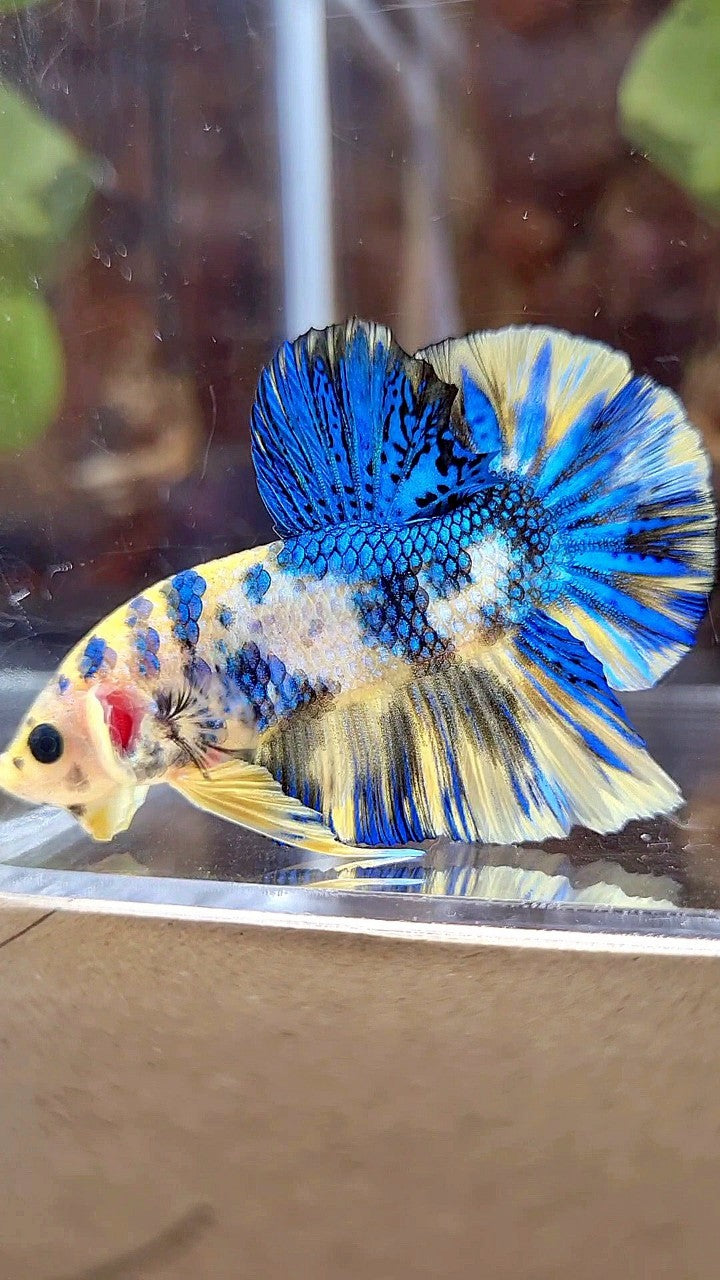 PLAKAT SUPER METTALIC YELLOW BLUE MULTICOLOR BETTA FISH