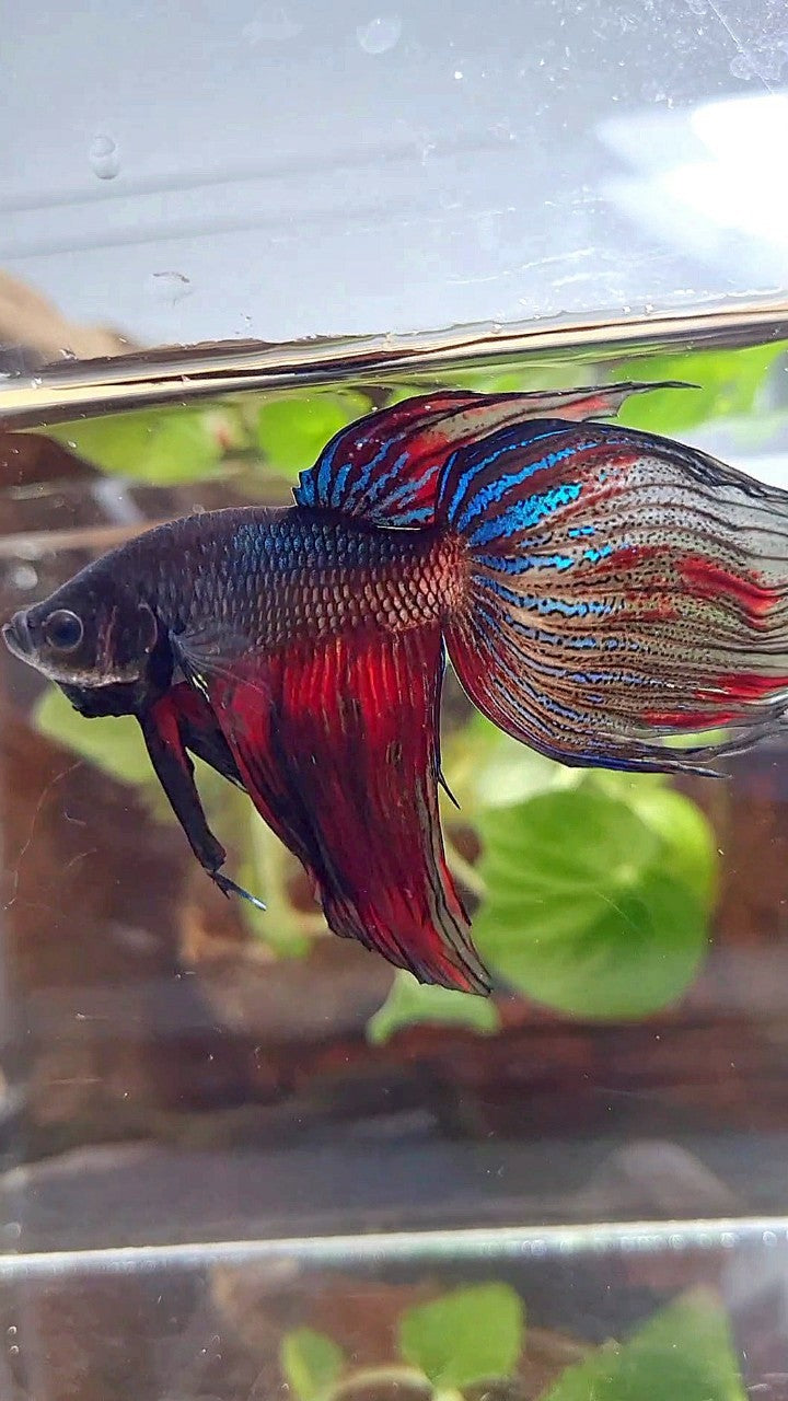 XL VEILTAIL BLACK SERIES FIRE AVATAR BETTA FISH