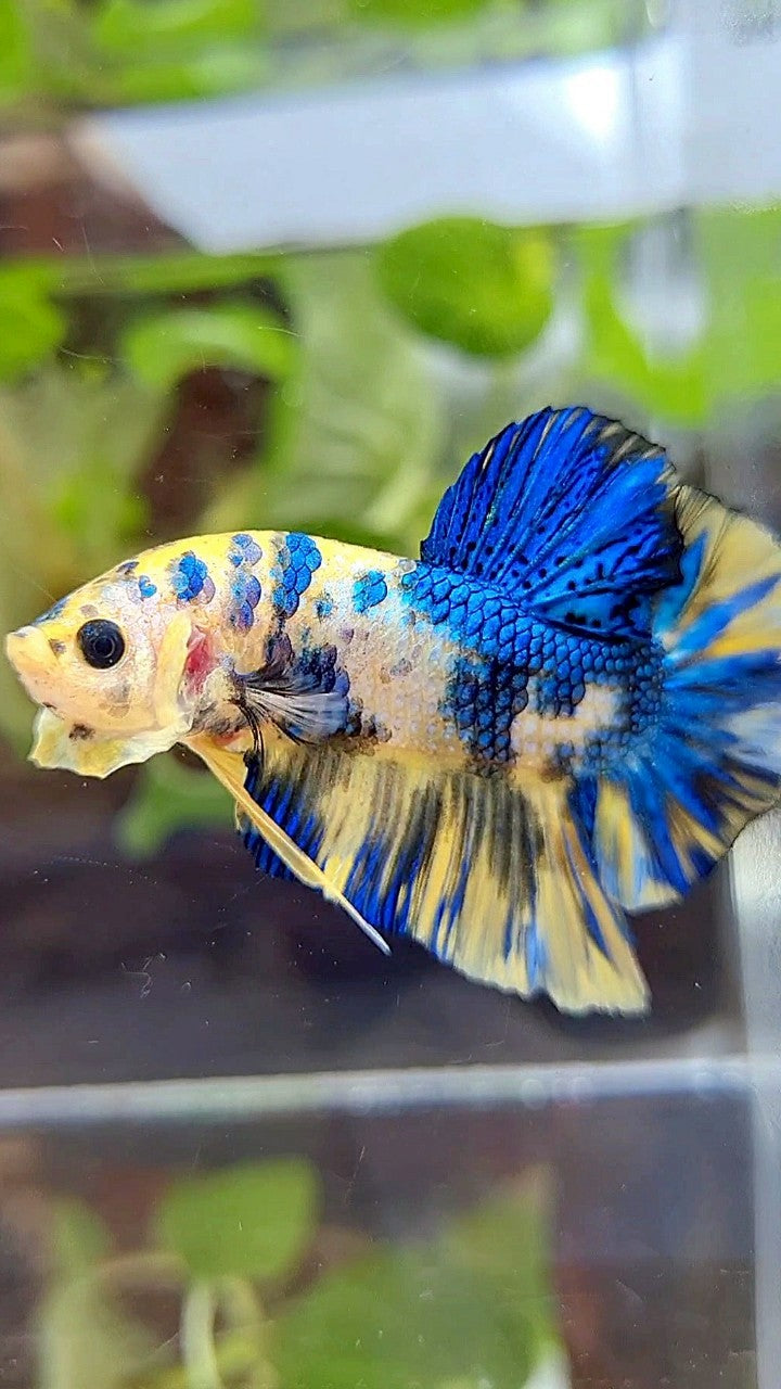 PLAKAT SUPER METTALIC YELLOW BLUE MULTICOLOR BETTA FISH
