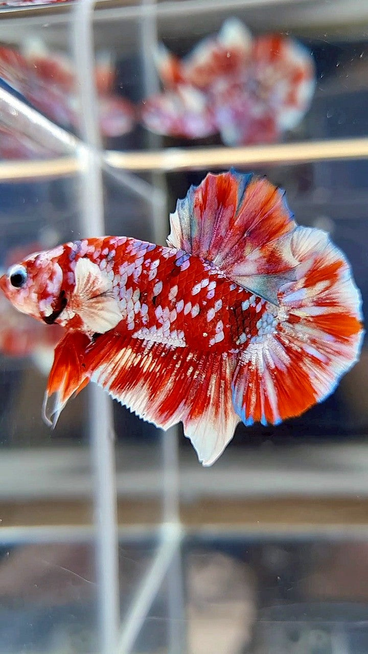 PLAKAT BARONGSAI RED WHITE SUPER GALAXY MULTICOLOR BETTA FISH
