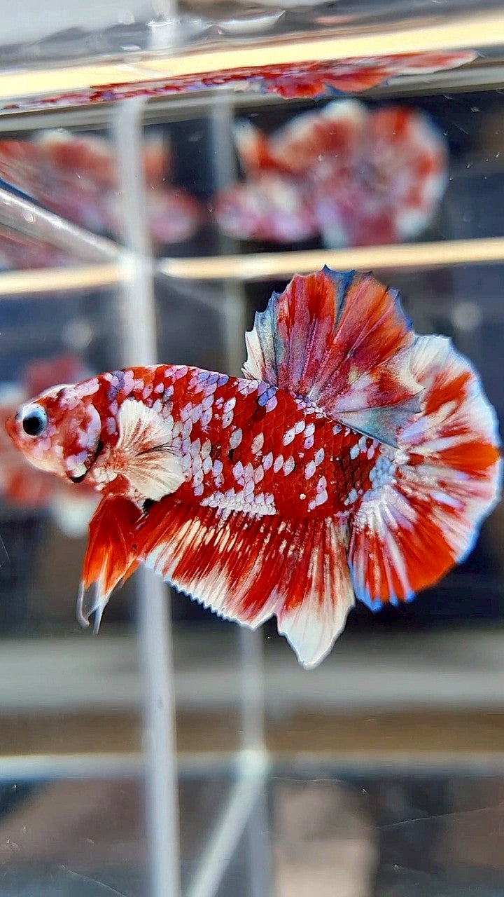 PLAKAT BARONGSAI RED WHITE SUPER GALAXY MULTICOLOR BETTA FISH