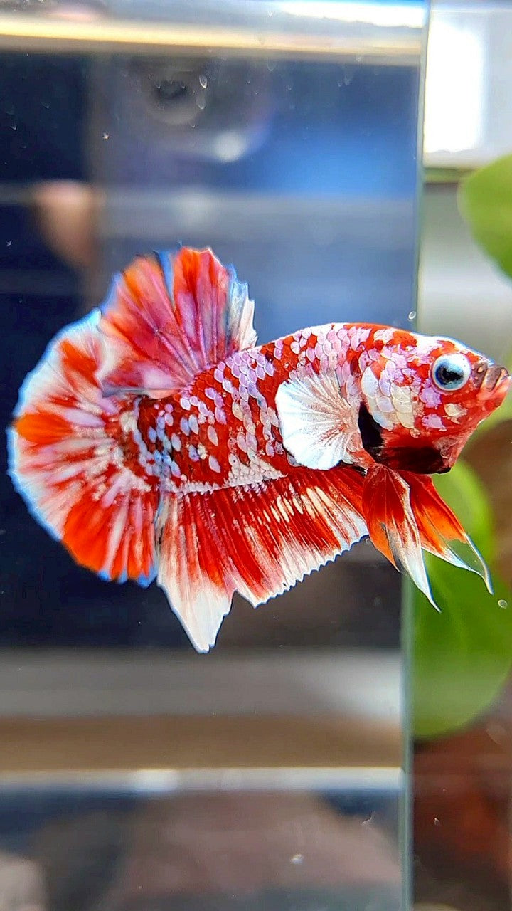 PLAKAT BARONGSAI RED WHITE SUPER GALAXY MULTICOLOR BETTA FISH