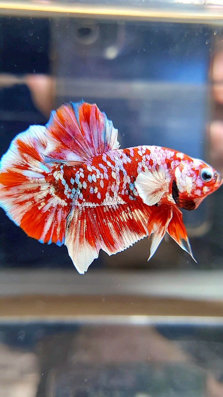 PLAKAT BARONGSAI RED WHITE SUPER GALAXY MULTICOLOR BETTA FISH