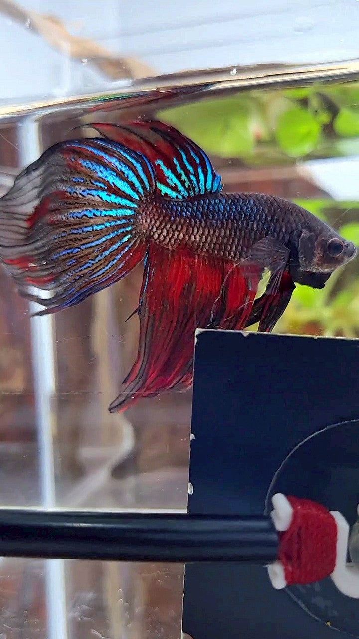 XL VEILTAIL BLACK SERIES FIRE AVATAR BETTA FISH