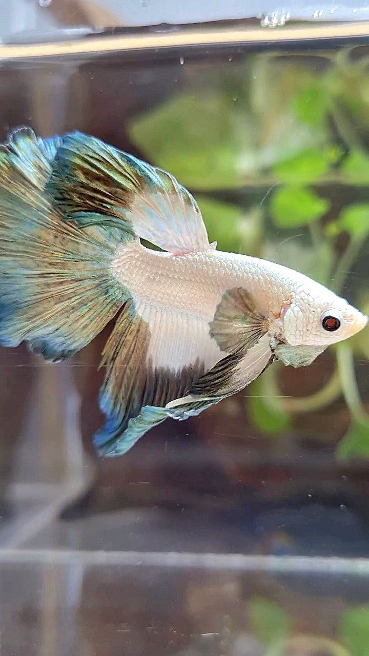 HALFMOON ROSETAIL COPPER RIM PATTERN BETTA FISH