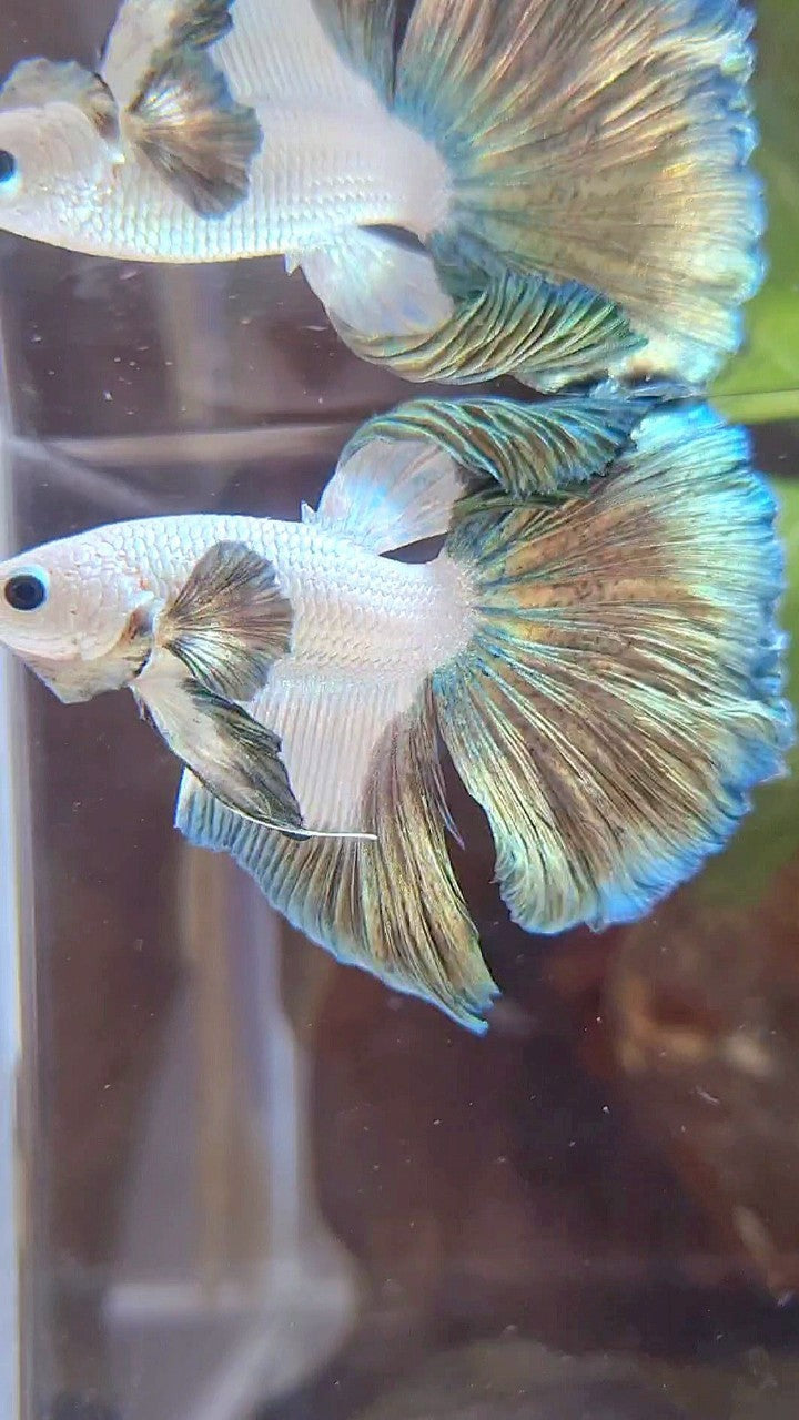 HALFMOON ROSETAIL COPPER RIM PATTERN BETTA FISH