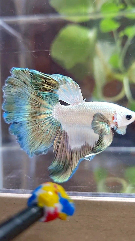 HALFMOON ROSETAIL COPPER RIM PATTERN BETTA FISH