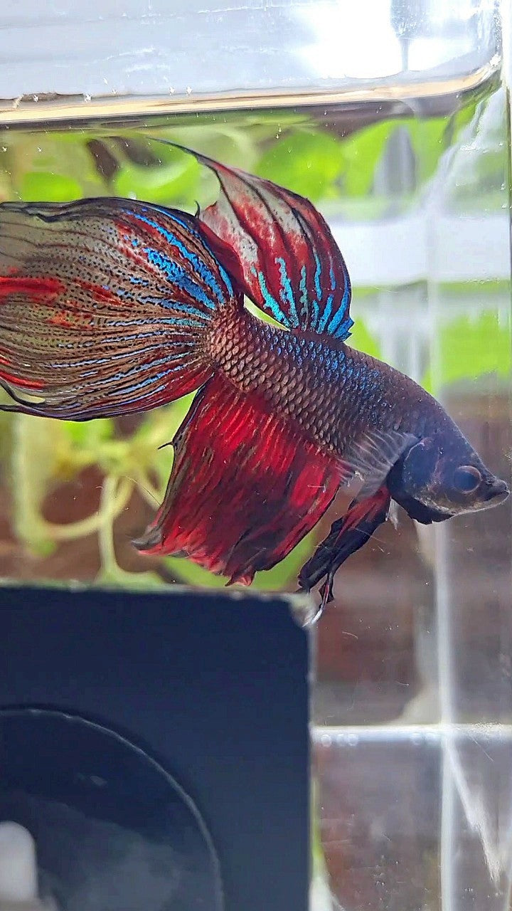 XL VEILTAIL BLACK SERIES FIRE AVATAR BETTA FISH