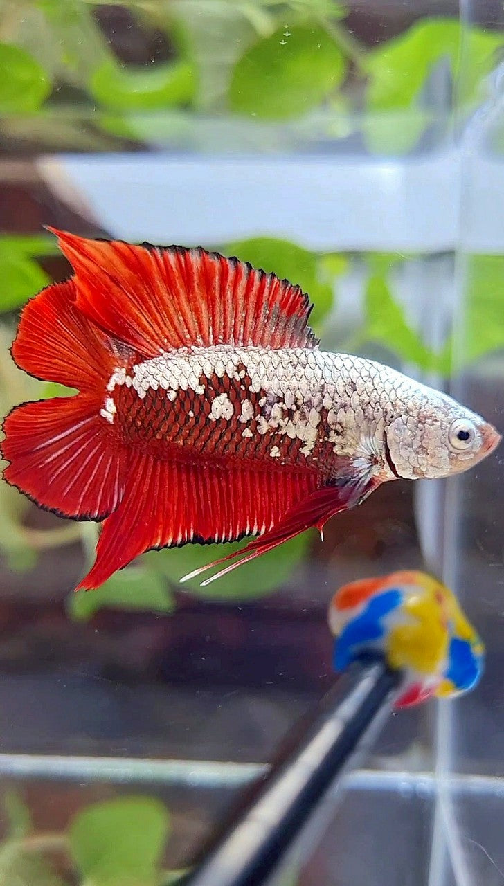 PLAKAT DOUBLE TAIL RED SAMURAI SNOW FULLMASK BETTA FISH