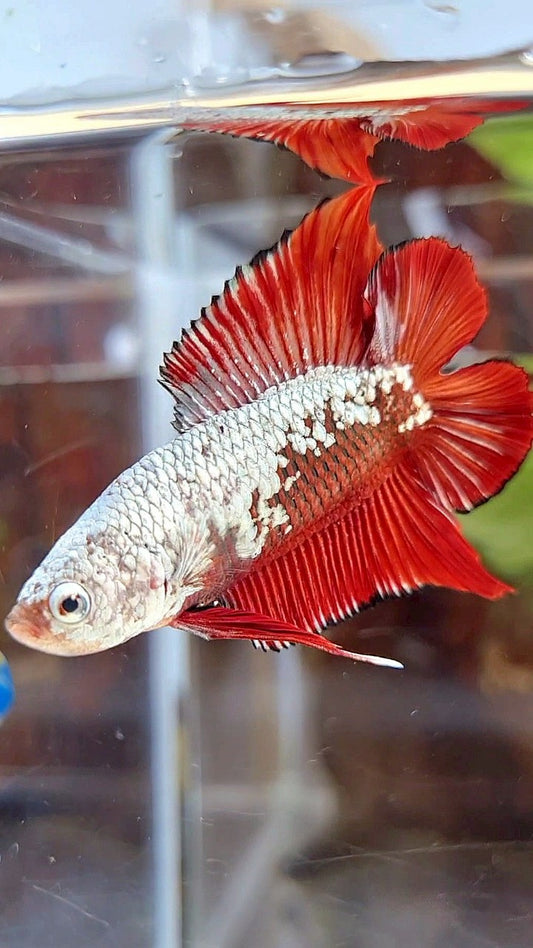 PLAKAT DOUBLE TAIL RED SAMURAI SNOW FULLMASK BETTA FISH