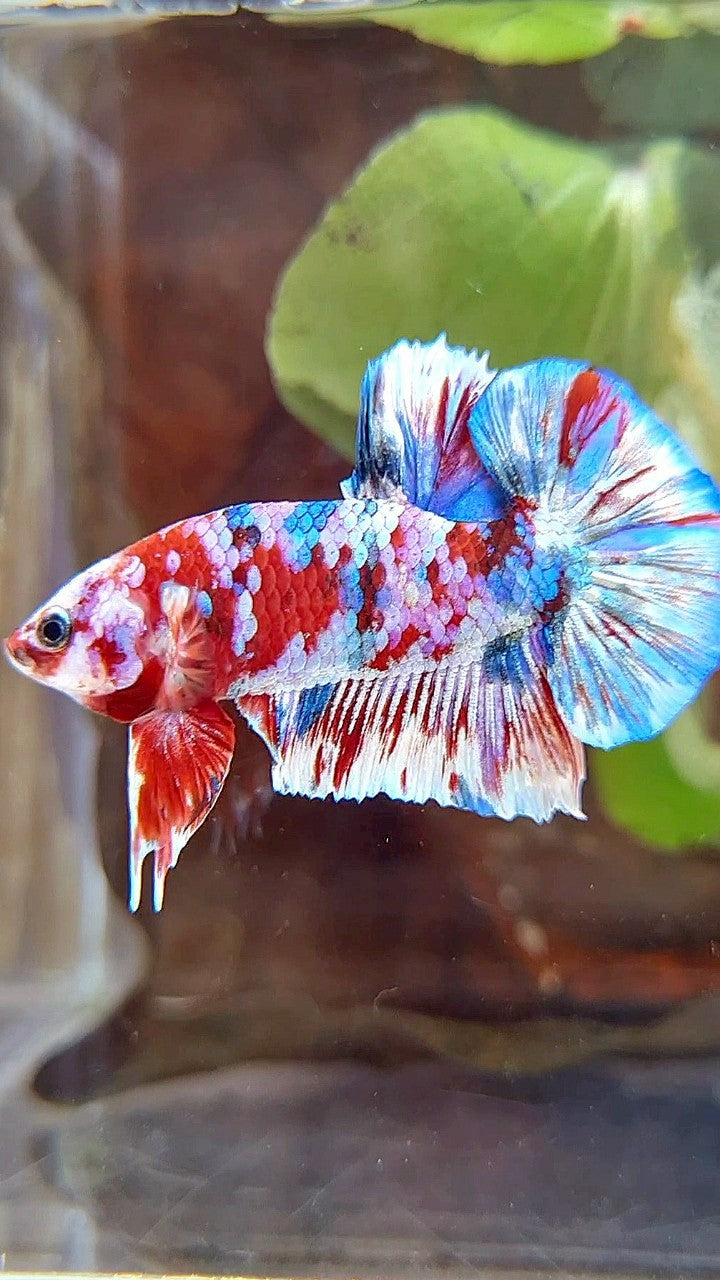 PLAKAT BARONGSAI RED WHITE SUPER GALAXY MULTICOLOR BETTA FISH