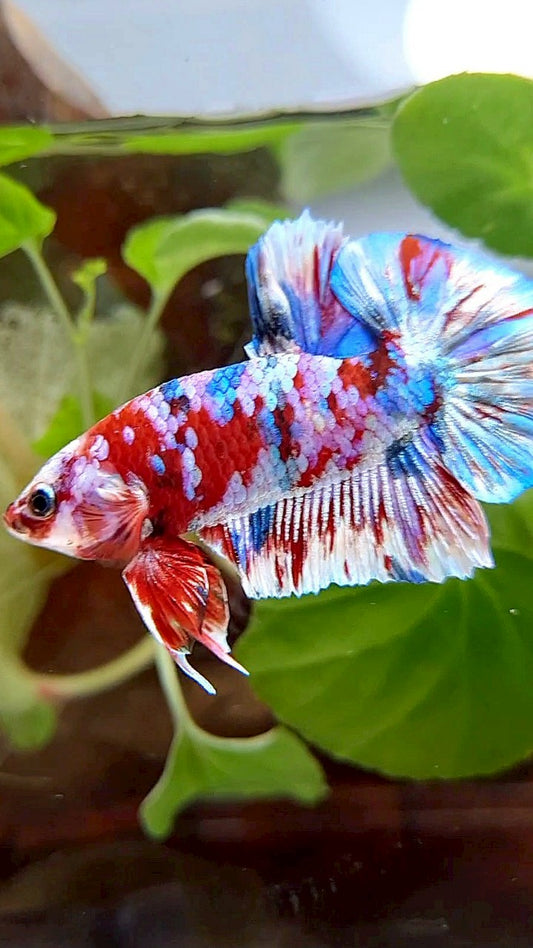 PLAKAT BARONGSAI RED WHITE SUPER GALAXY MULTICOLOR BETTA FISH