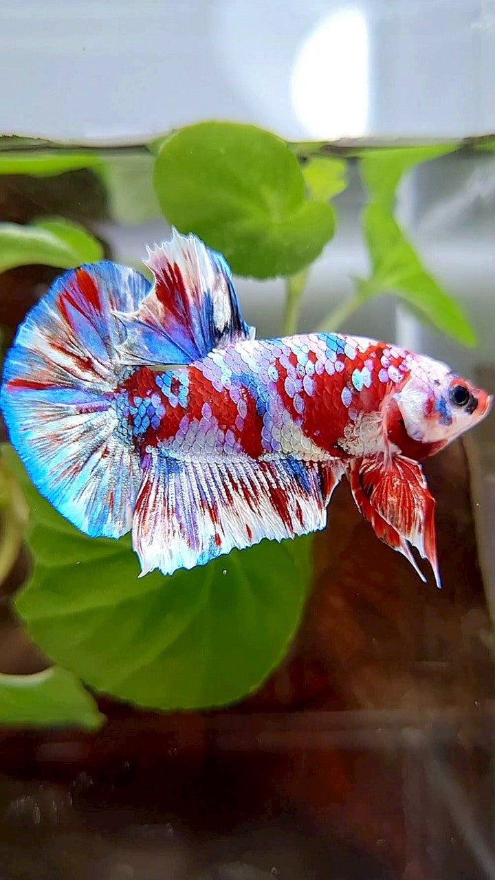PLAKAT BARONGSAI RED WHITE SUPER GALAXY MULTICOLOR BETTA FISH