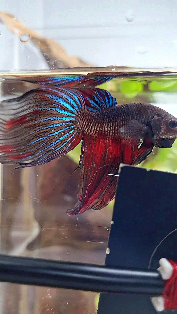 XL VEILTAIL BLACK SERIES FIRE AVATAR BETTA FISH