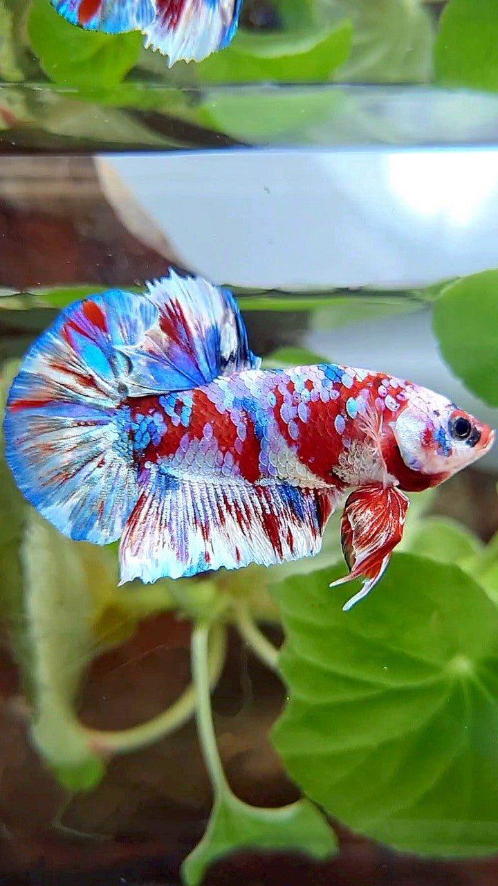 PLAKAT BARONGSAI RED WHITE SUPER GALAXY MULTICOLOR BETTA FISH